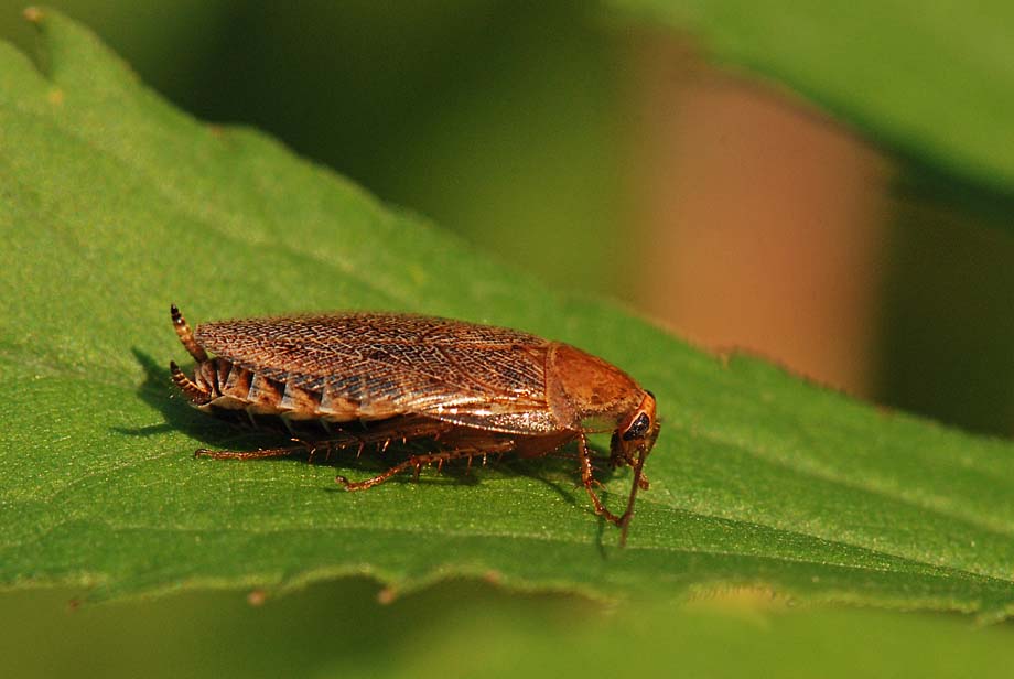 Ectobius sp.